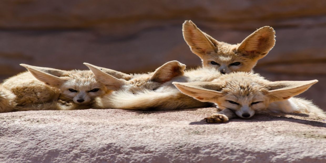 wildlife in Morocco